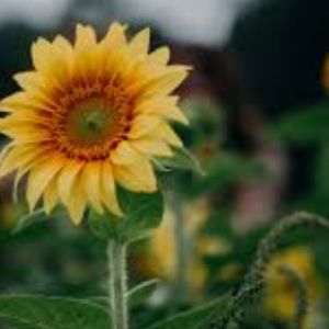 Meet your Posher, Devon